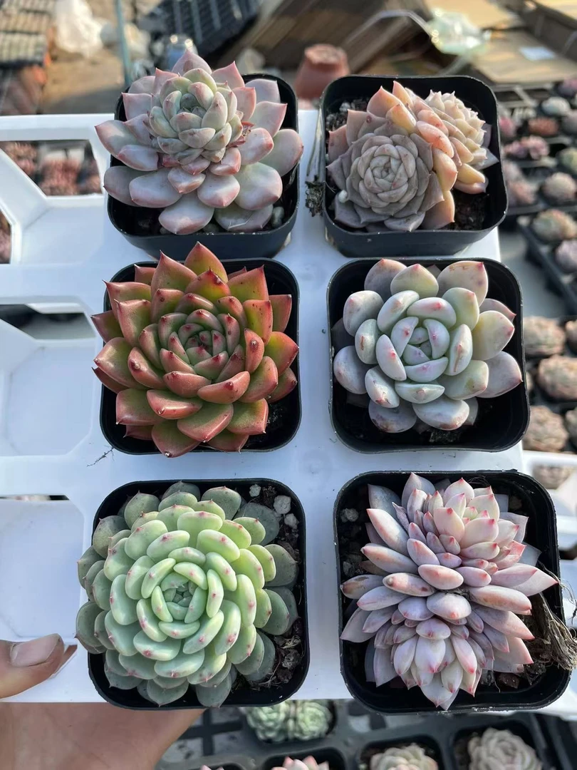 6.5厘米方盆精品多肉植物  9颗起包邮