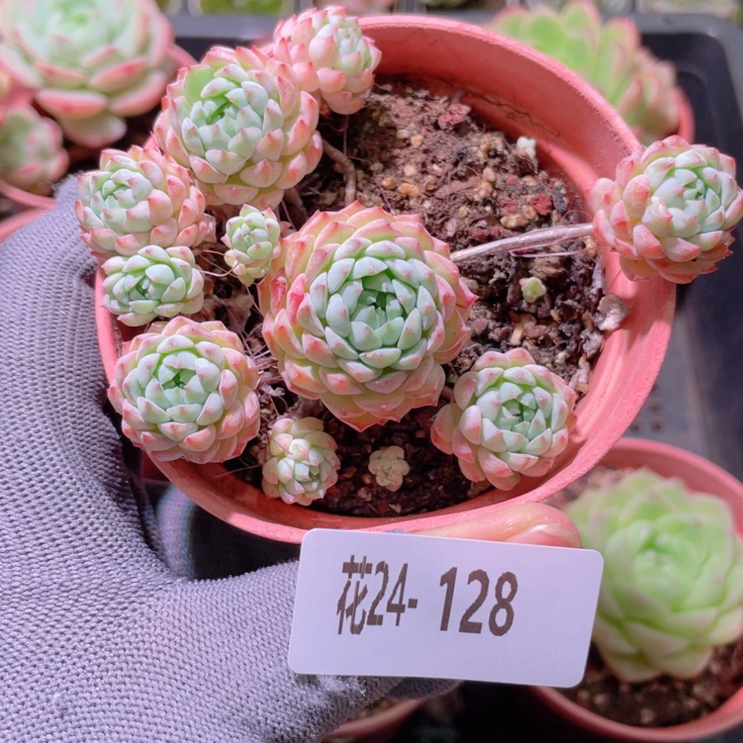 花利美24-128小粉莓