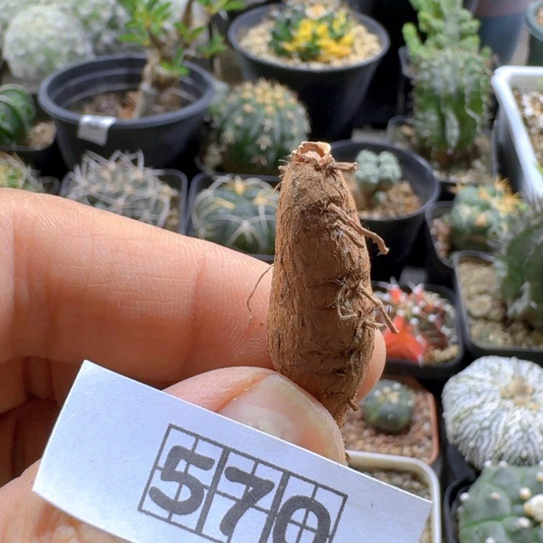 570罗伯塔洋葵脱土发货一个随机