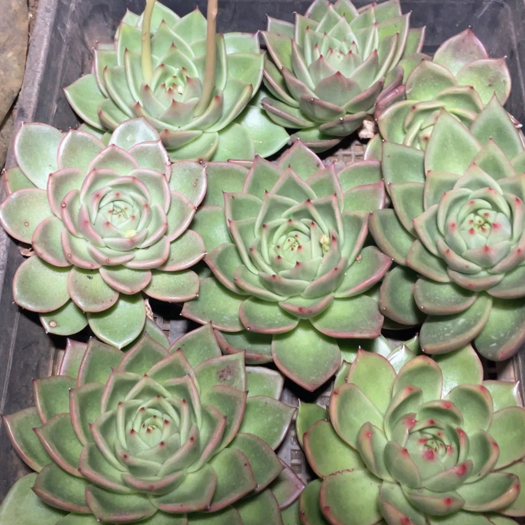 旭***7一筐特价福利不售后2686