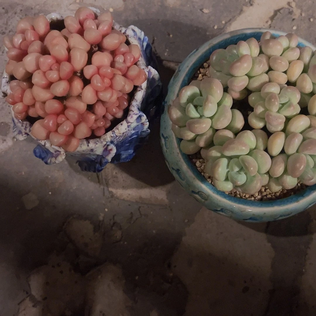 两颗11111111111111