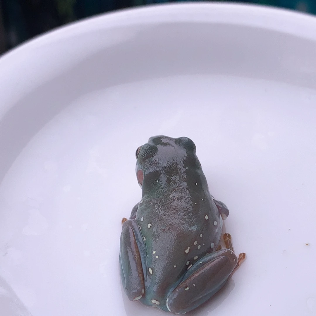 老爷树蛙 9号精品深蓝！简单耐看雪花