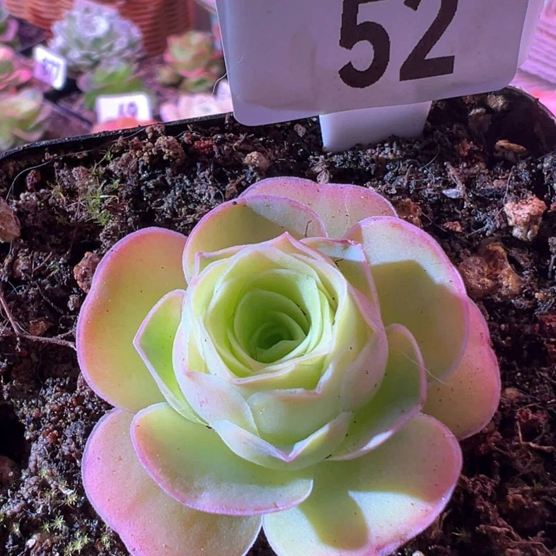 墨幽52下播福利山地玫瑰多肉