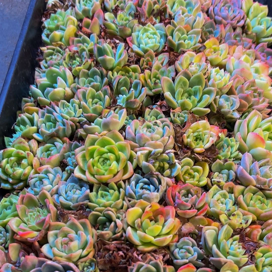 016的人都是这样吗我