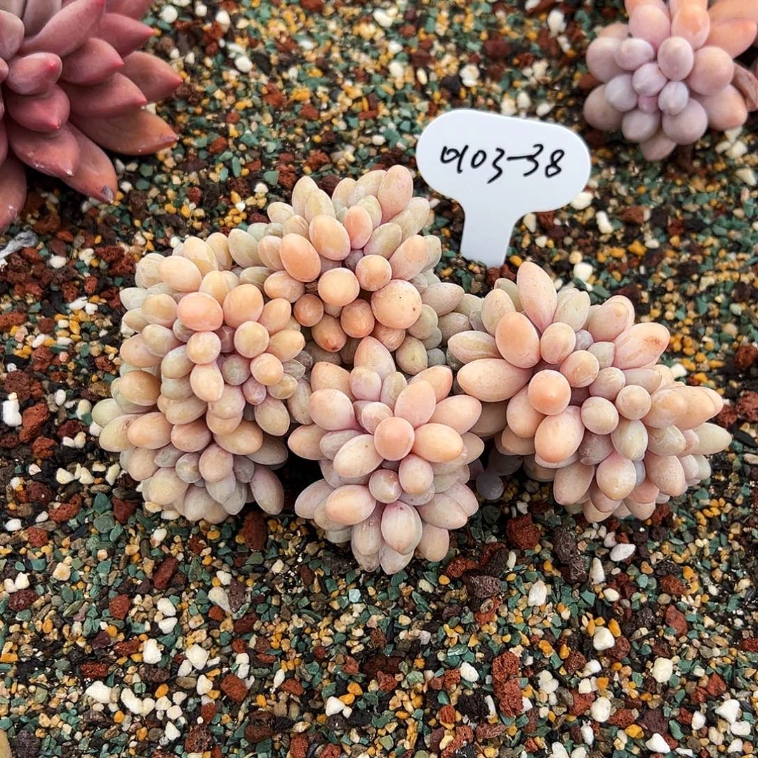 x***豆0103-38汤圆缀化。