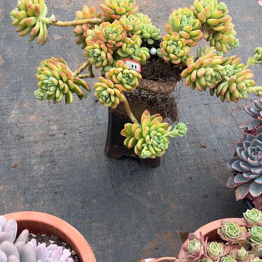 11香格里拉 一物一拍多肉