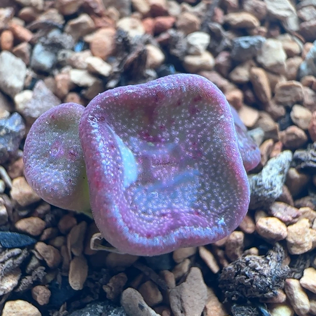 1878/方碗/尺寸不大/