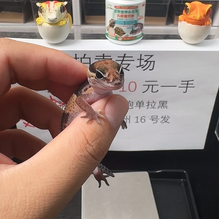 肥尾守宫原色妹妹68封顶！