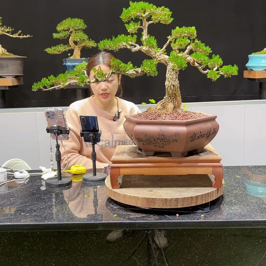 黄杨盆景老桩四季长青