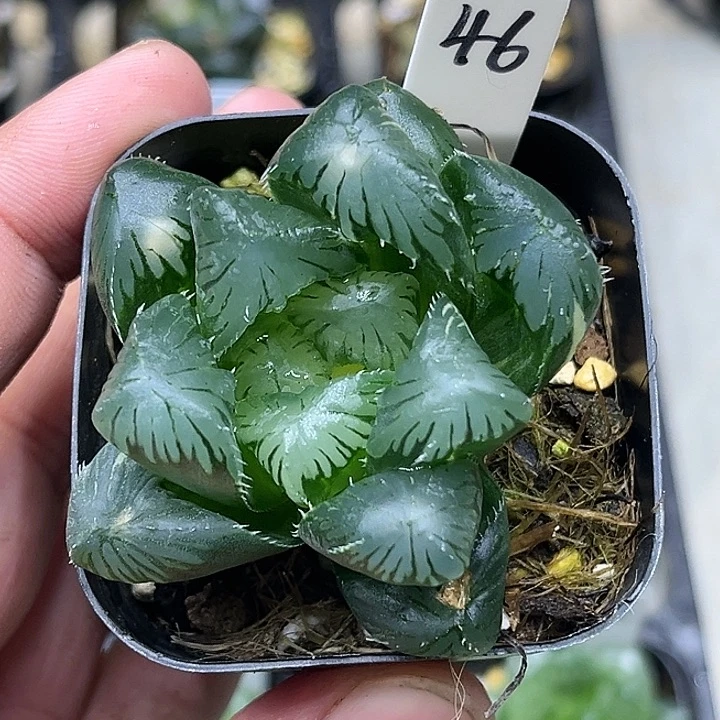 46巨大化别系玉露锦