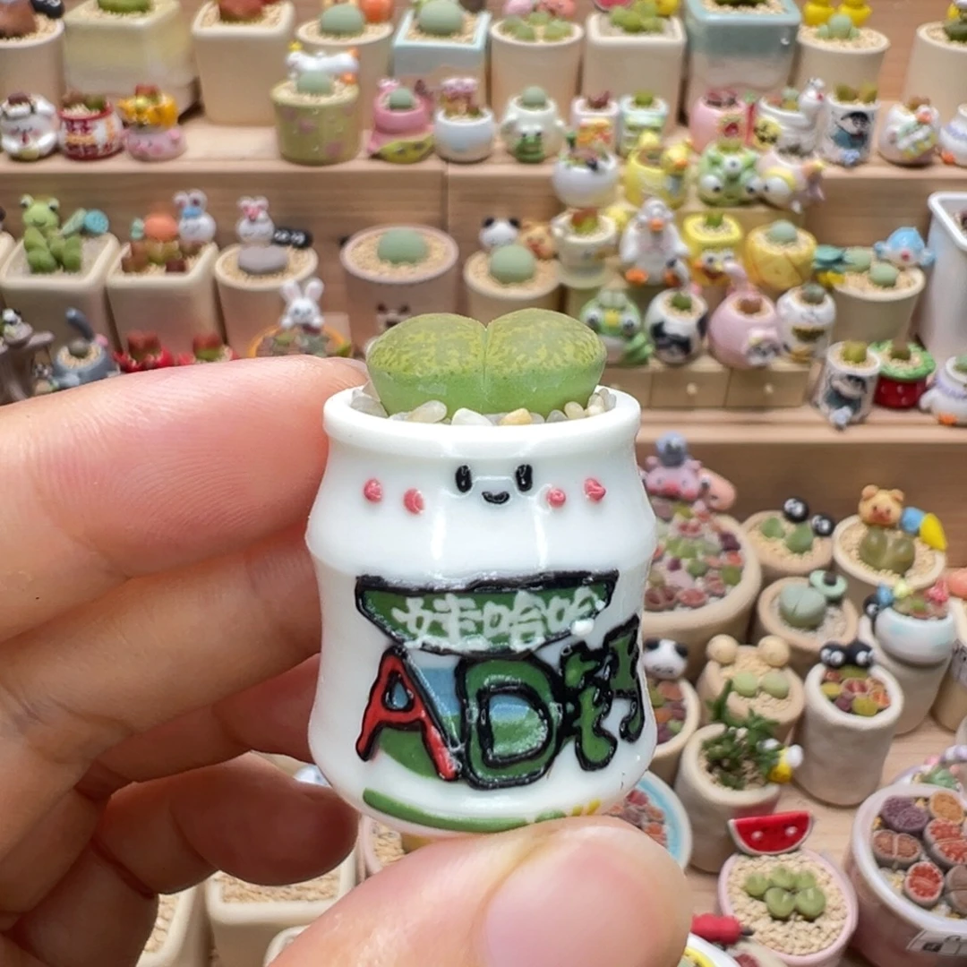 多肉植物71号拇指盆