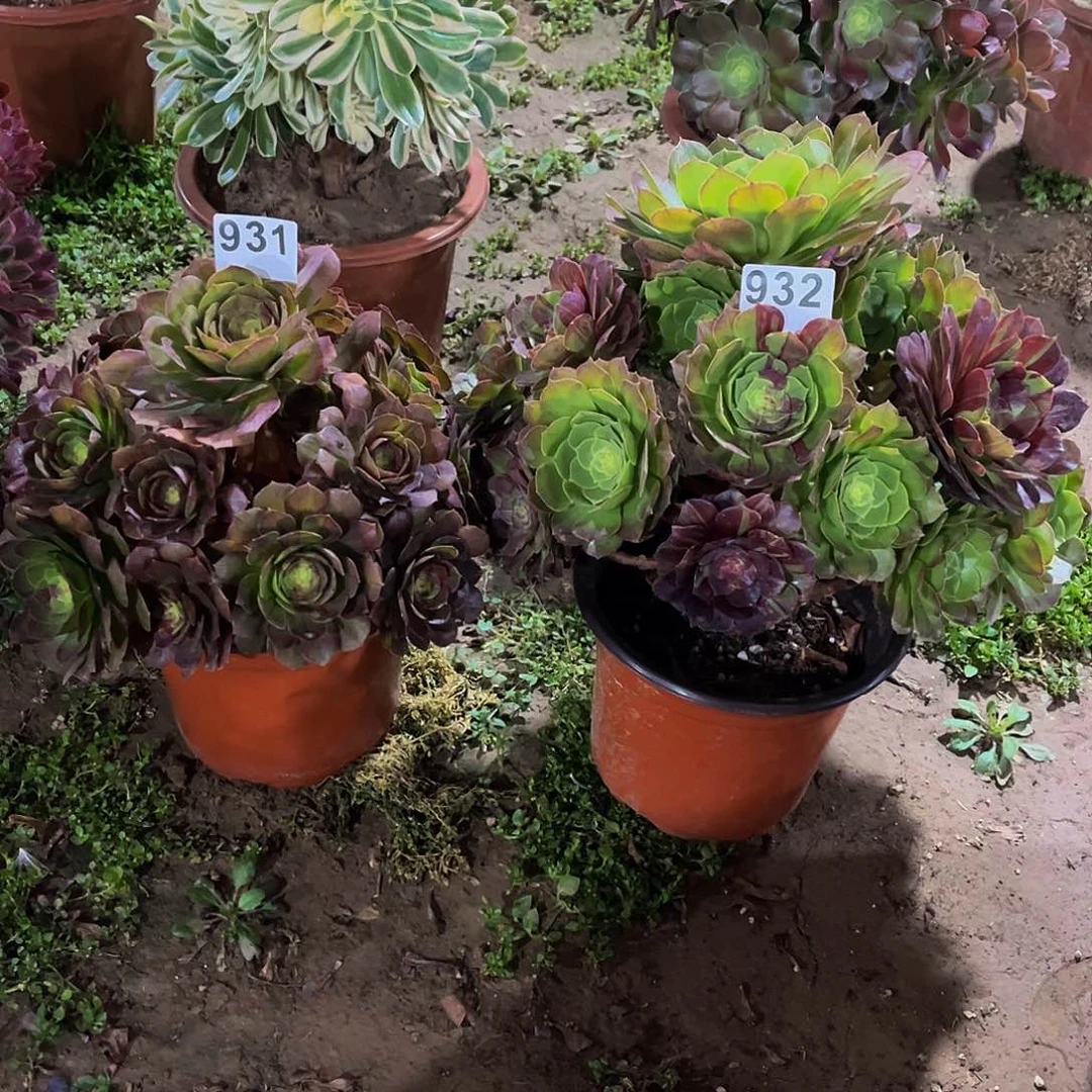风*多肉植物一物一拍931 932