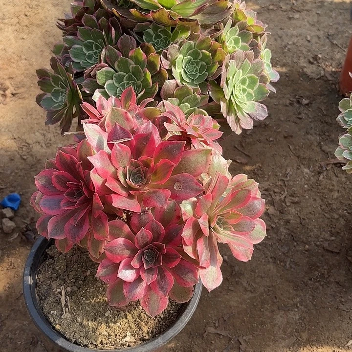 多肉植物万花筒01