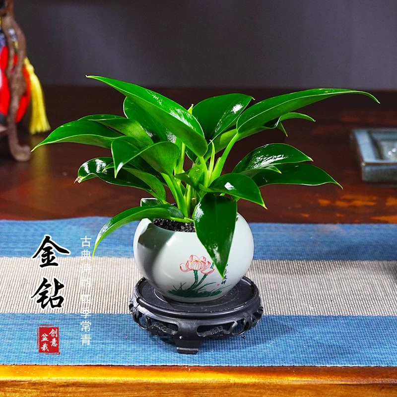 金钻绿公主招财万年青植物室内客厅茶几办公净化空气四季常青盆景