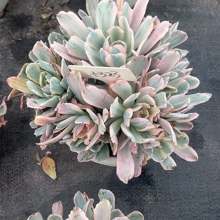 璇***子晨语多肉，一物一拍323
