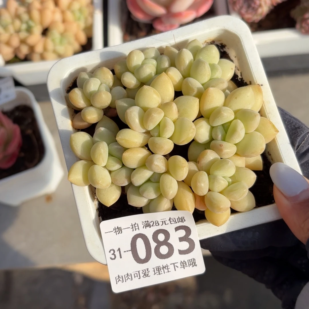 泡泡糖无盆土发货无盆