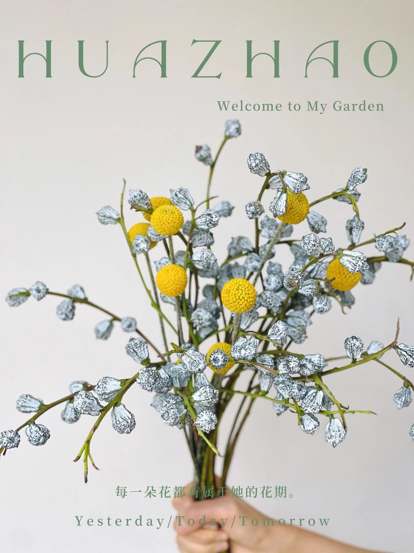 【黄金球】花期长可做干花ins风格花期长云南基地现采直发