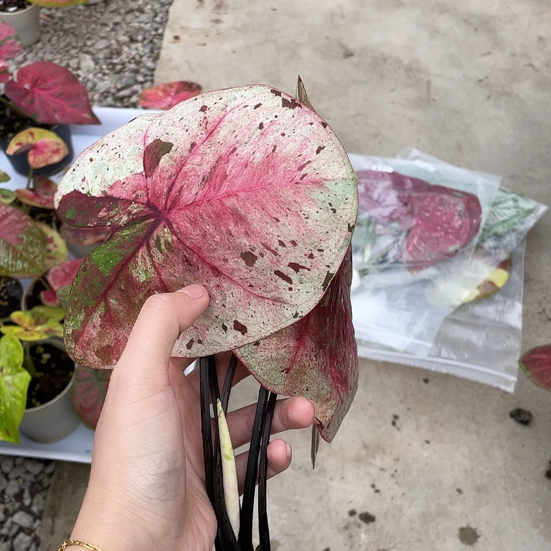 无花朵达摩袋装发货