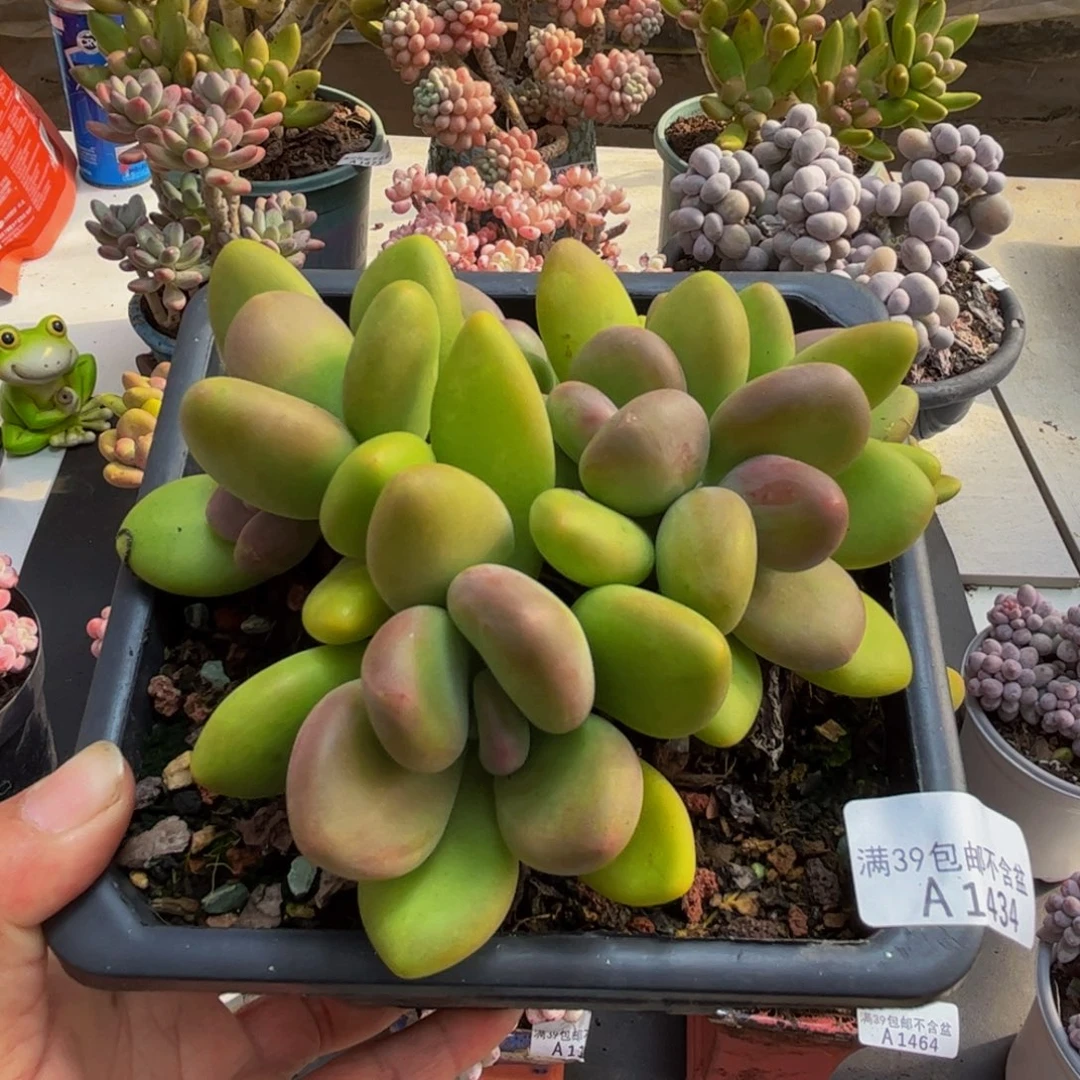 434芒果奶10cm多肉植物