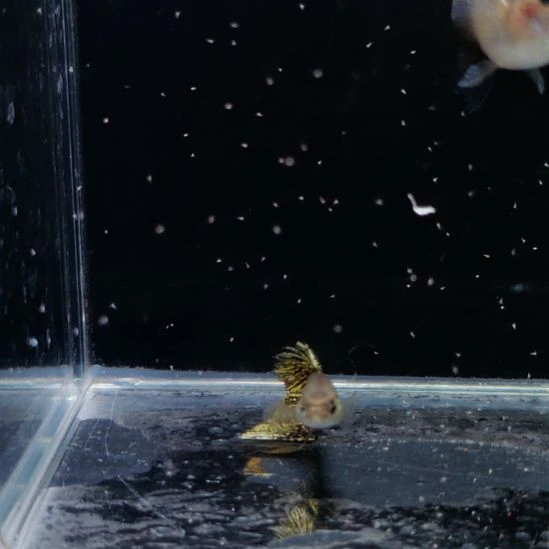 孔雀鱼剪尾满纹黑金蕾丝一对