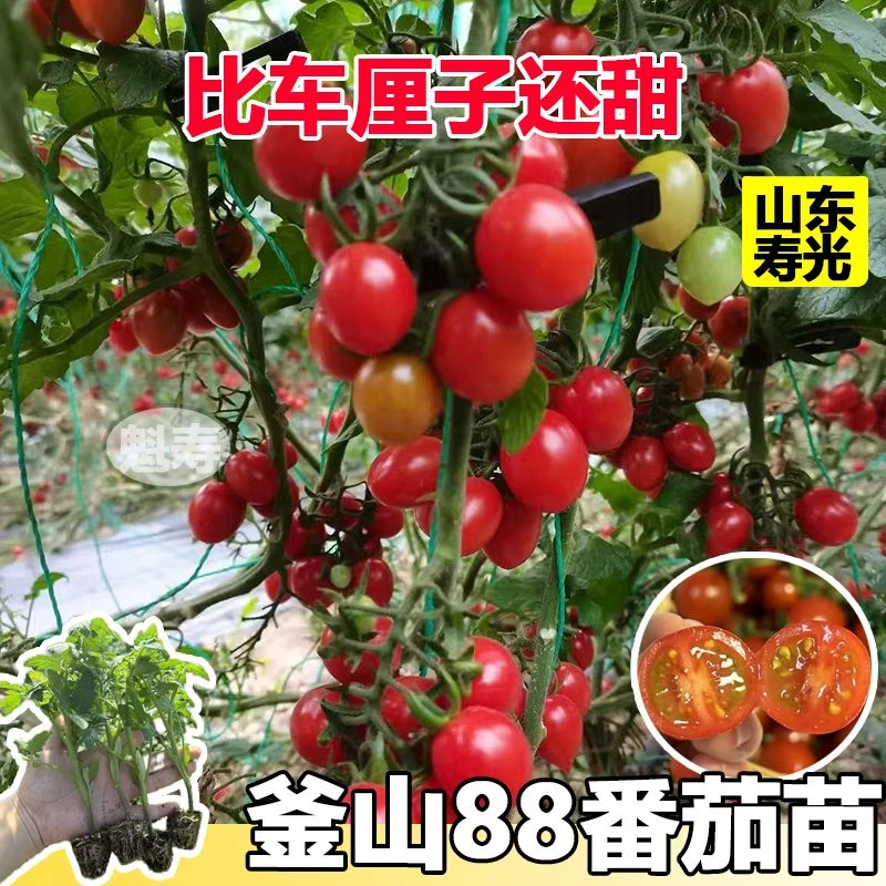 高产超甜釜山88玲珑果番茄苗秧带土球金玲珑迷彩黑珍珠番茄一串红