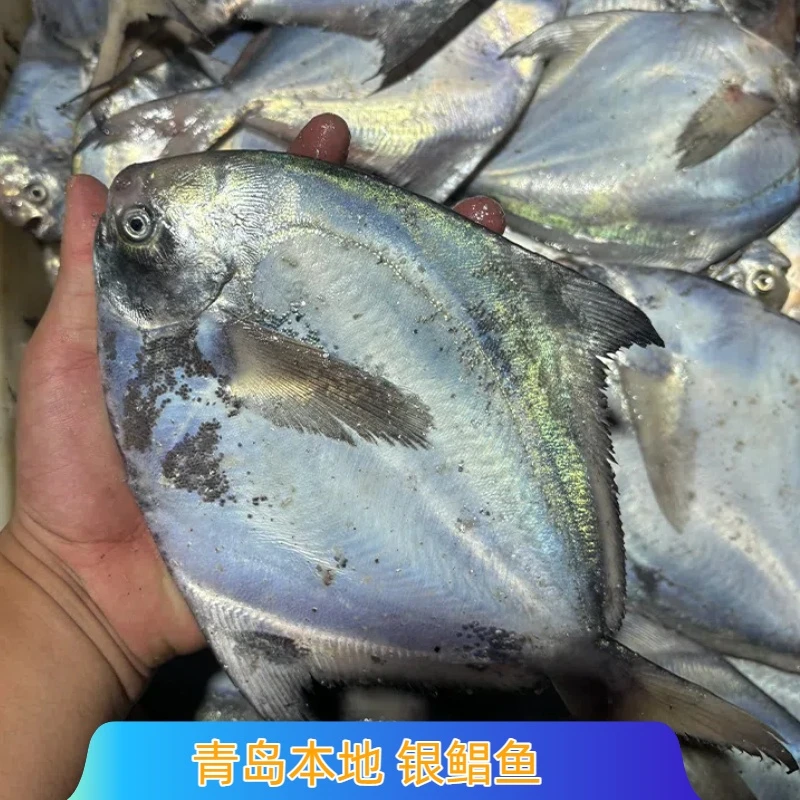 【鲳鱼】 青岛本地银鲳鱼 平鱼 4斤积米崖码头当日鲜鱼码头直发