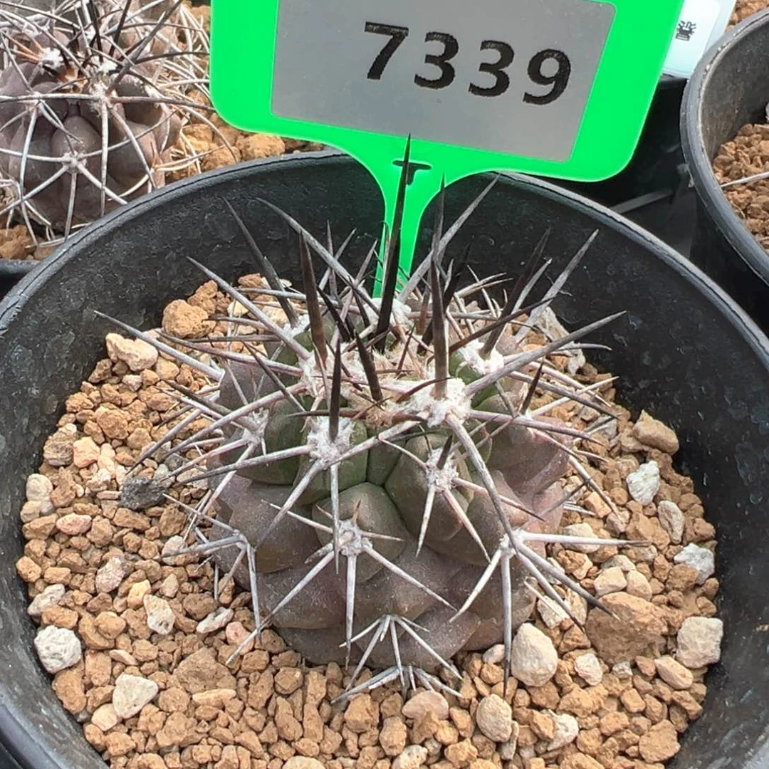 红陶竹***火仙人球仙人球