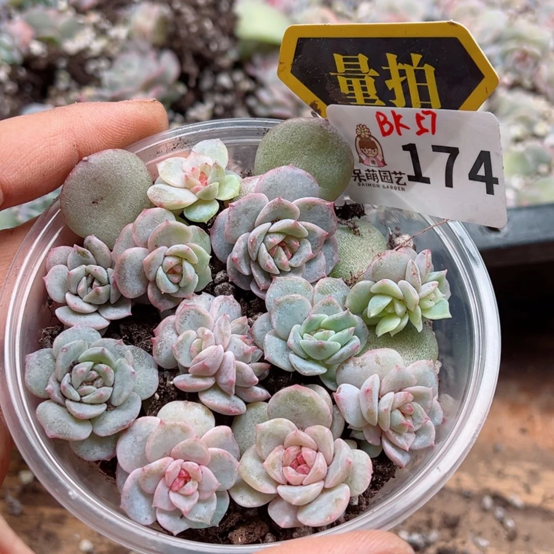 多肉植物多肉植物