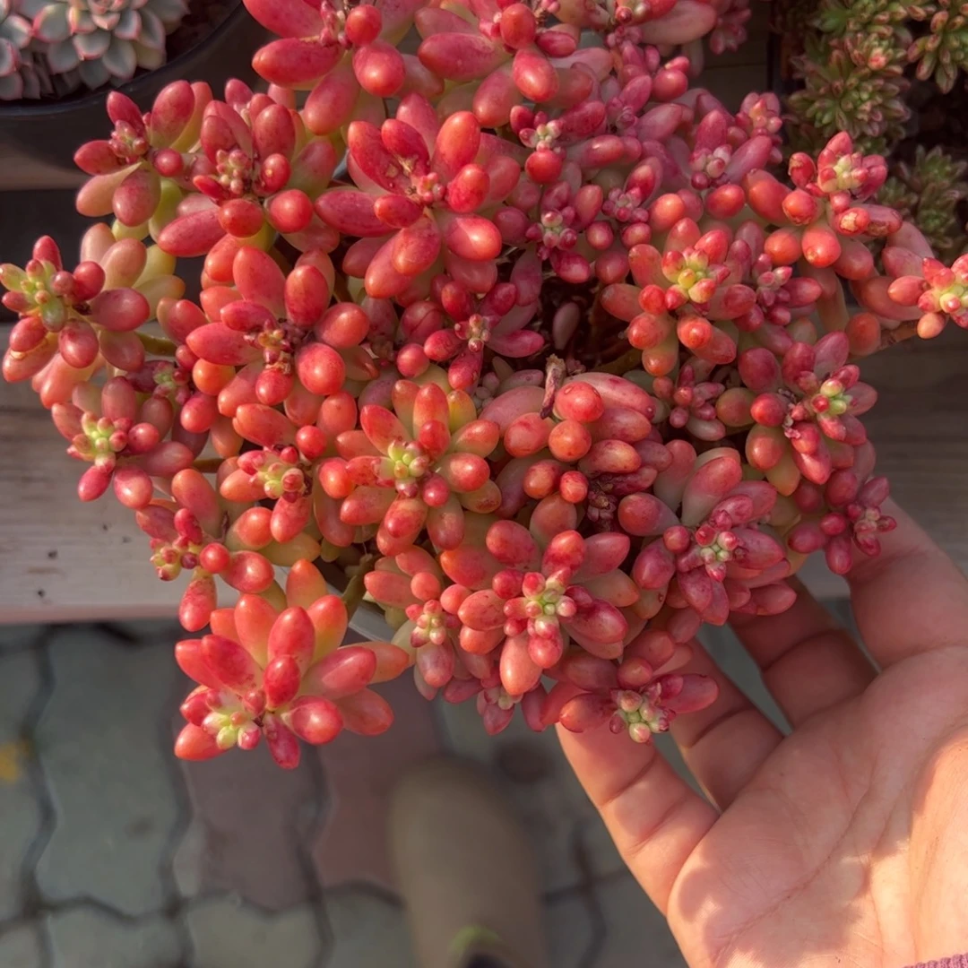 虹之玉锦多肉植物