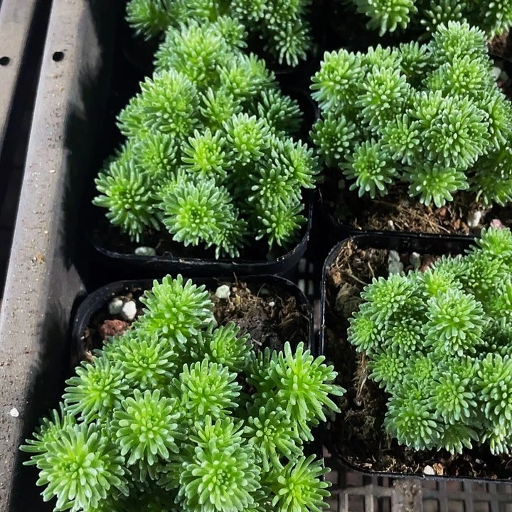 小松树5.8带盆土发