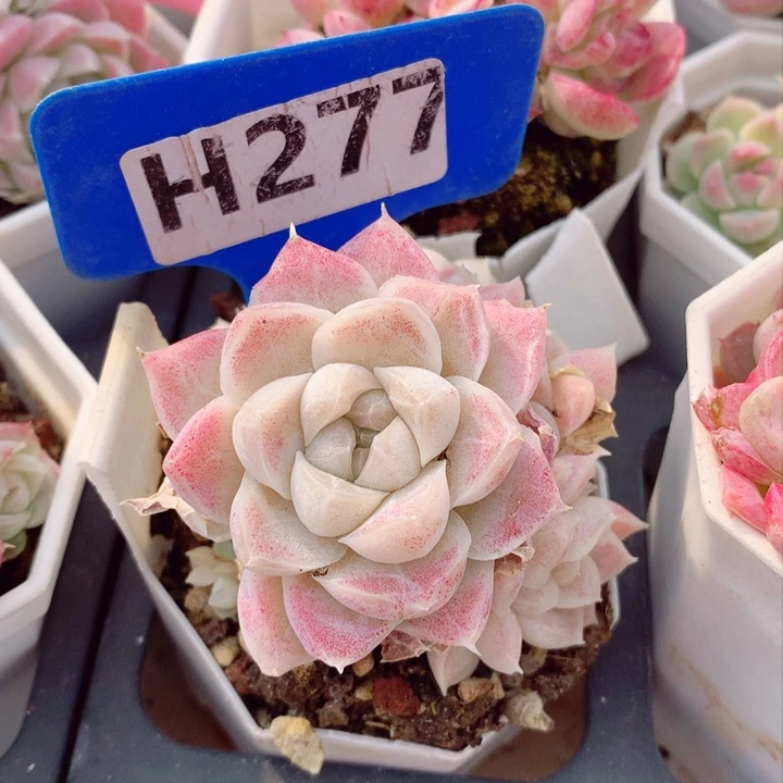 福利款多肉植物6cm不包整群