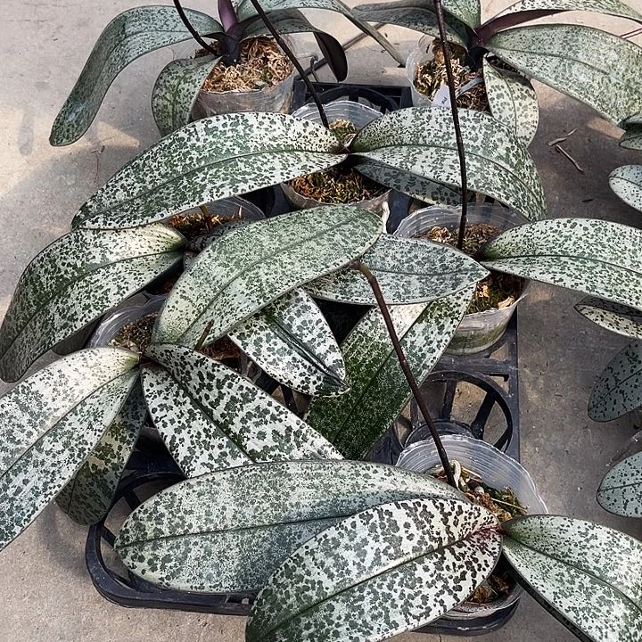 全部花苞云豹分生福利