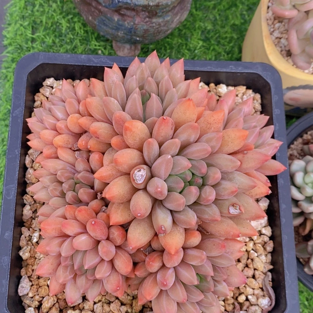 黄体红蜻蜓 一物一拍