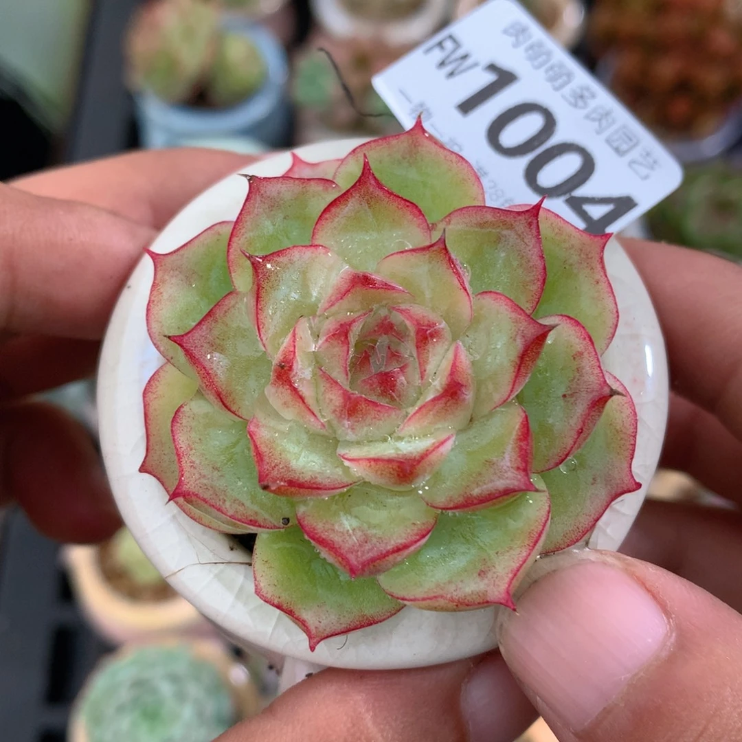 无花朵肉萌萌5cm拇指盆精控多肉FV1004