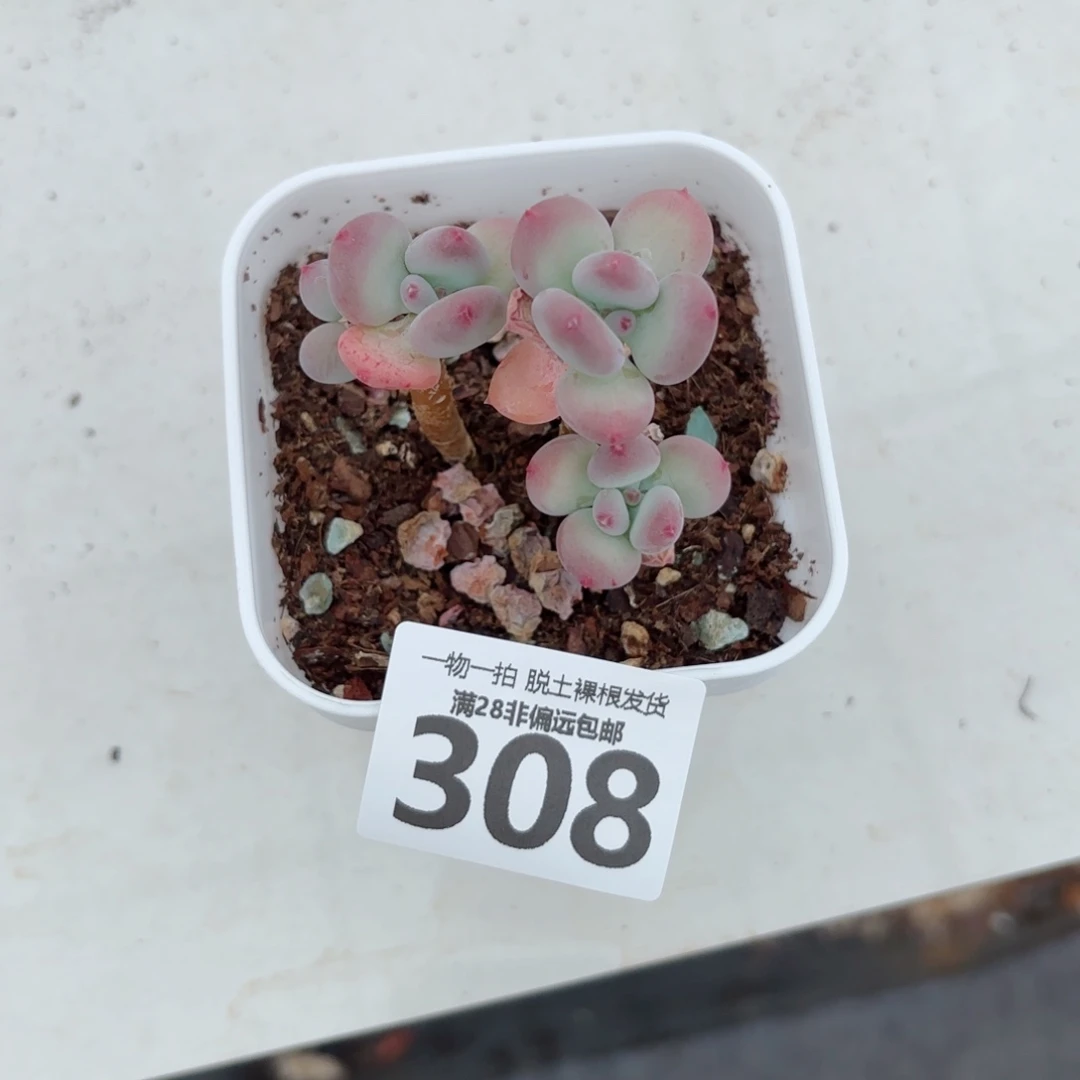 苹果奶老桩多肉多肉多肉