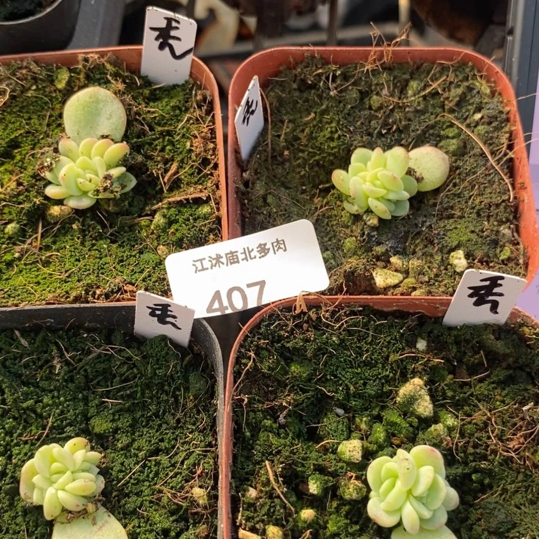 标签407秃子甜心群生小小苗一个多肉