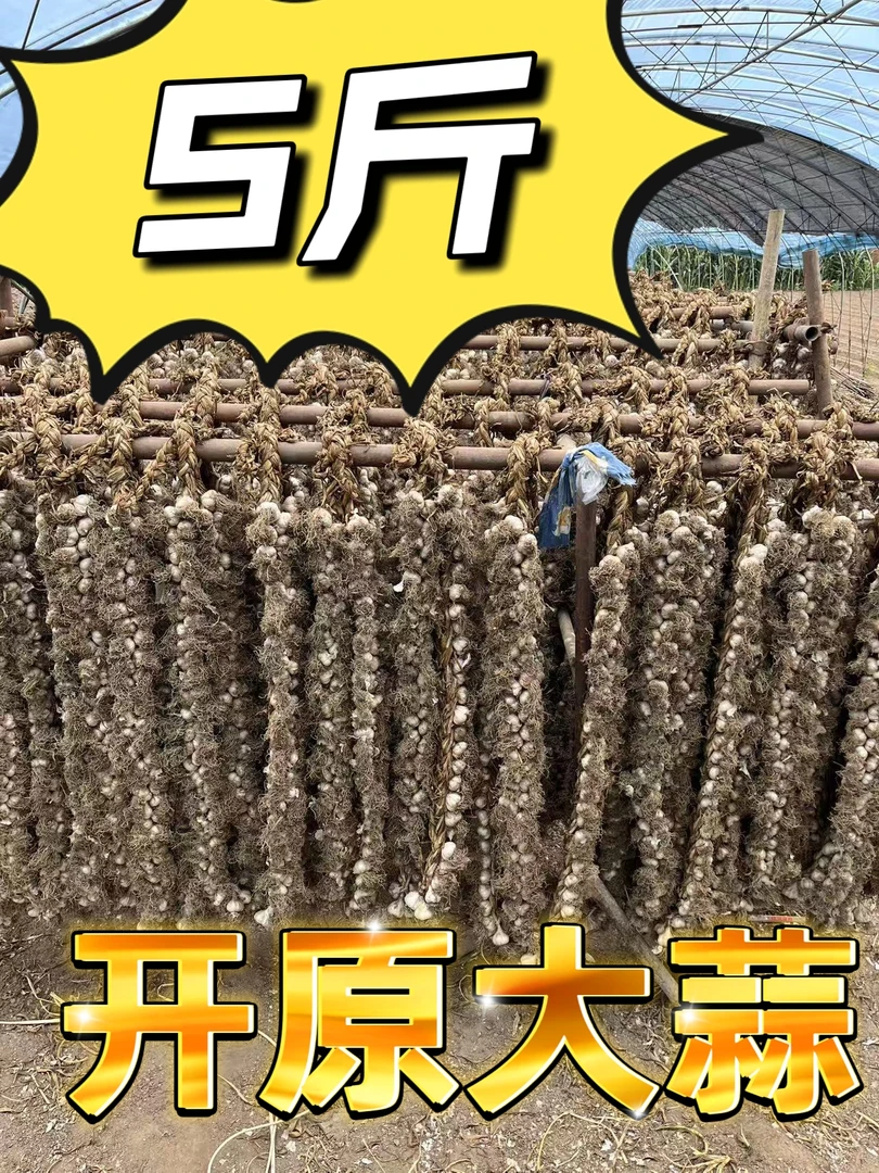 2025年新蒜东北开原老城紫皮四六瓣辫子蒜可吃可种植新蒜