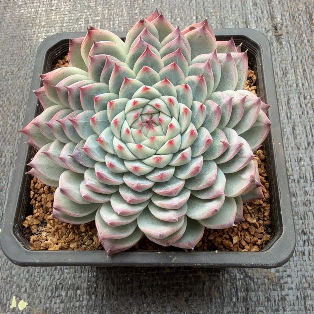 桃夭仙子群。锦上园艺一物一拍