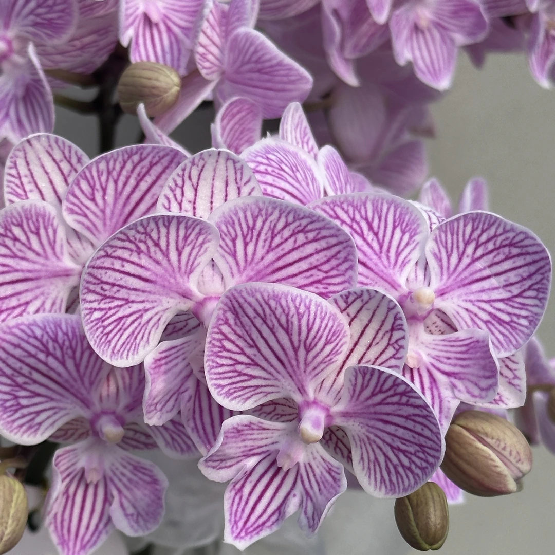 富豪优选（樱花2-4）蝴蝶兰 花期长 拍2份以上配大盆