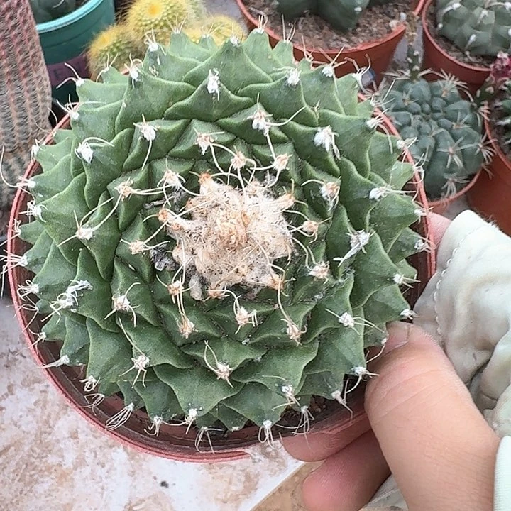 老*哈哈哈哈哈哈哈哈