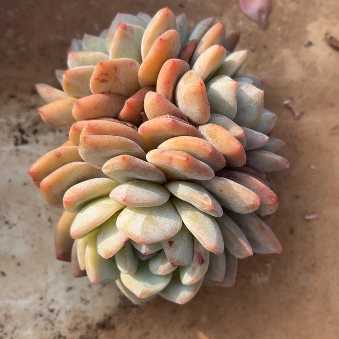 布羞妹妹的叠叶橙梦露