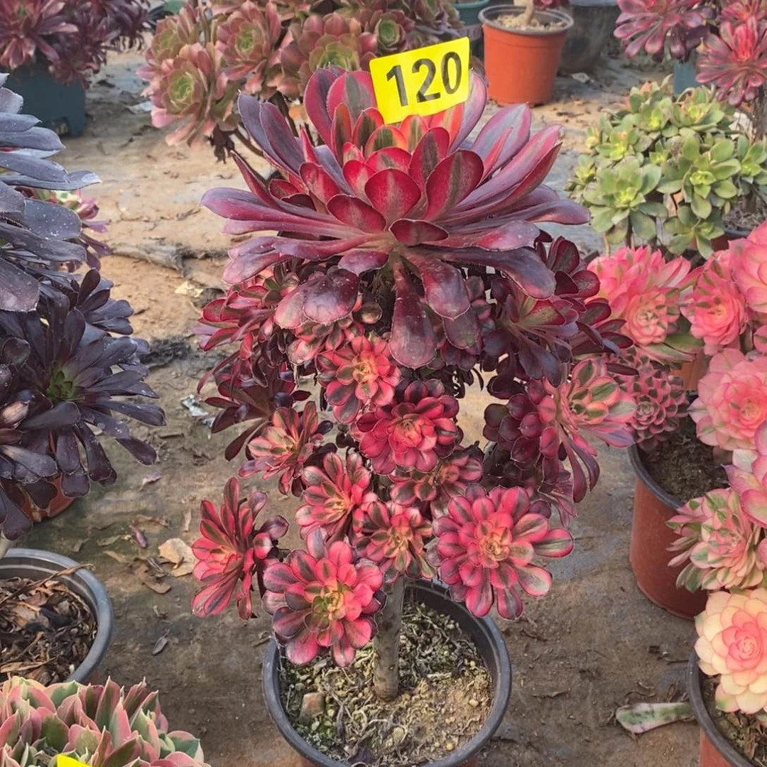 香奈儿多肉法师120