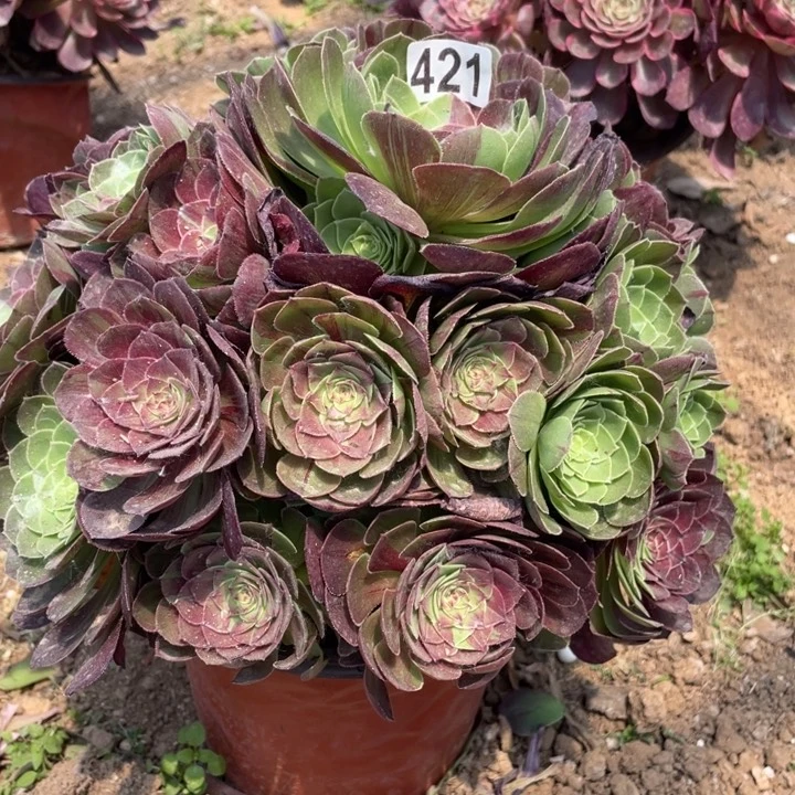 421多肉植物花月夜