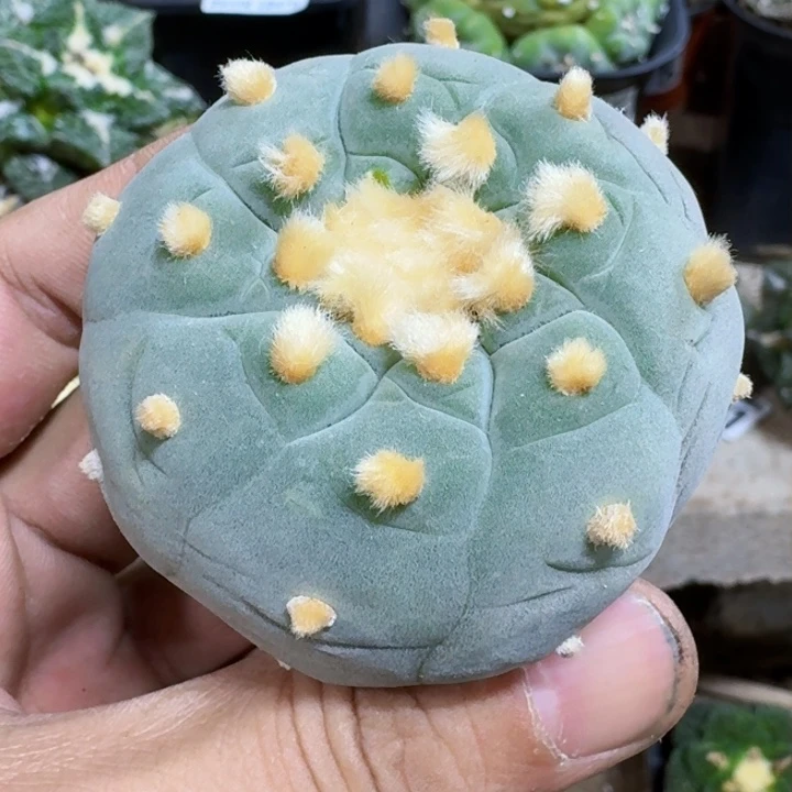 福利实生蓝白091