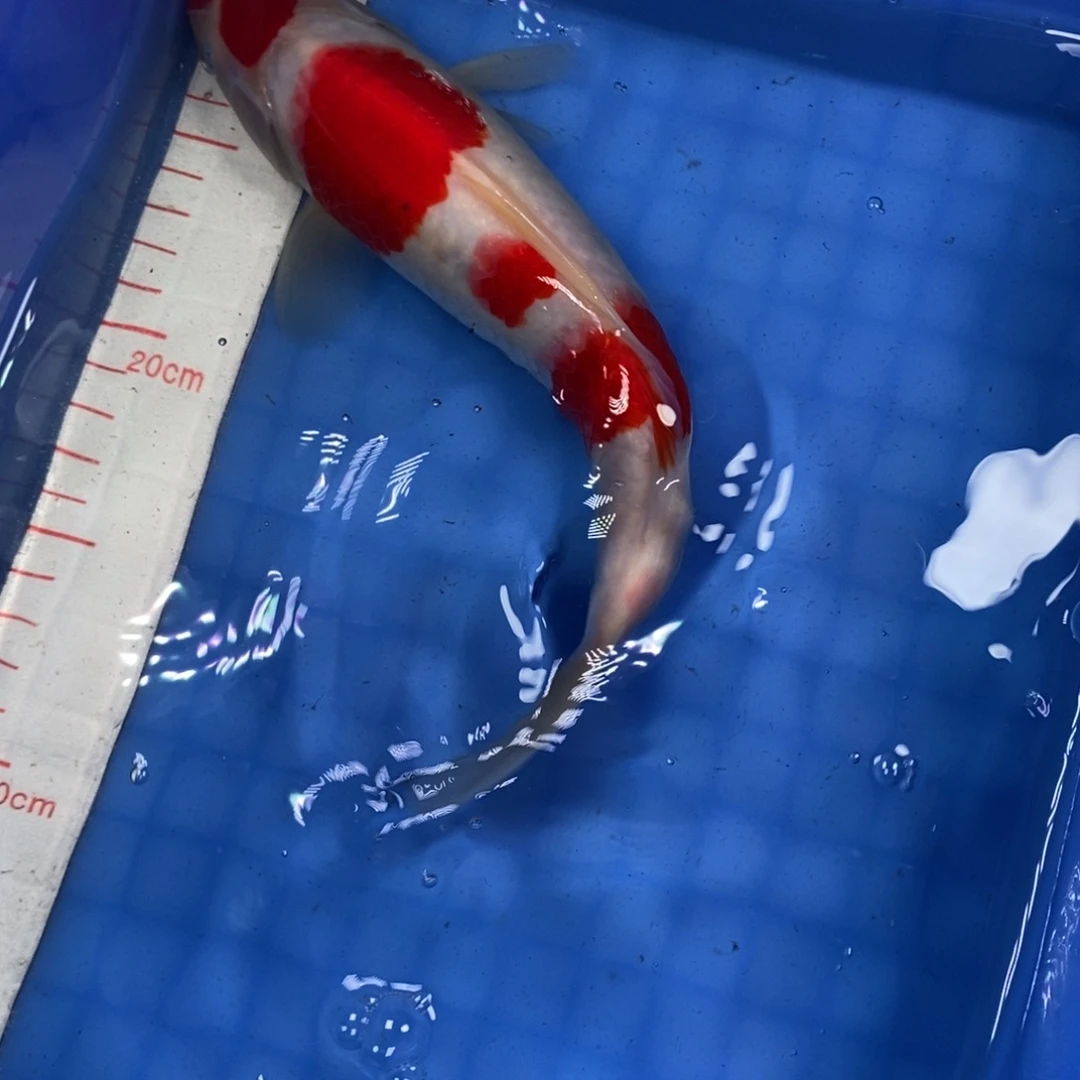 锦鲤冷水锦鲤包邮