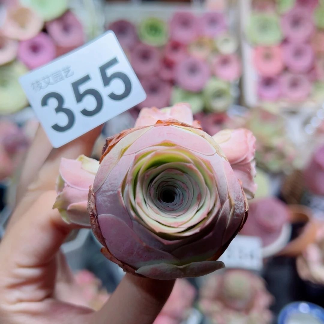 355水蜜桃群。