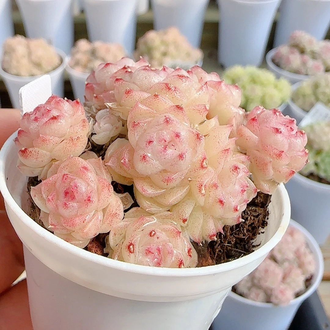 0101-56（fm-34-3）优选多肉