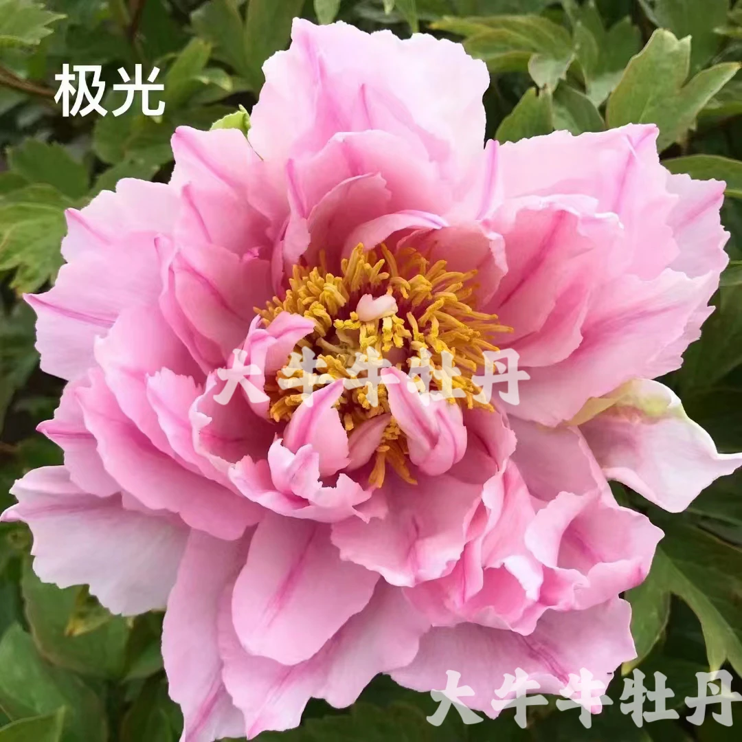 【极光】日系进口稀有牡丹品种花苗基地直发 先发肥，秋季发苗