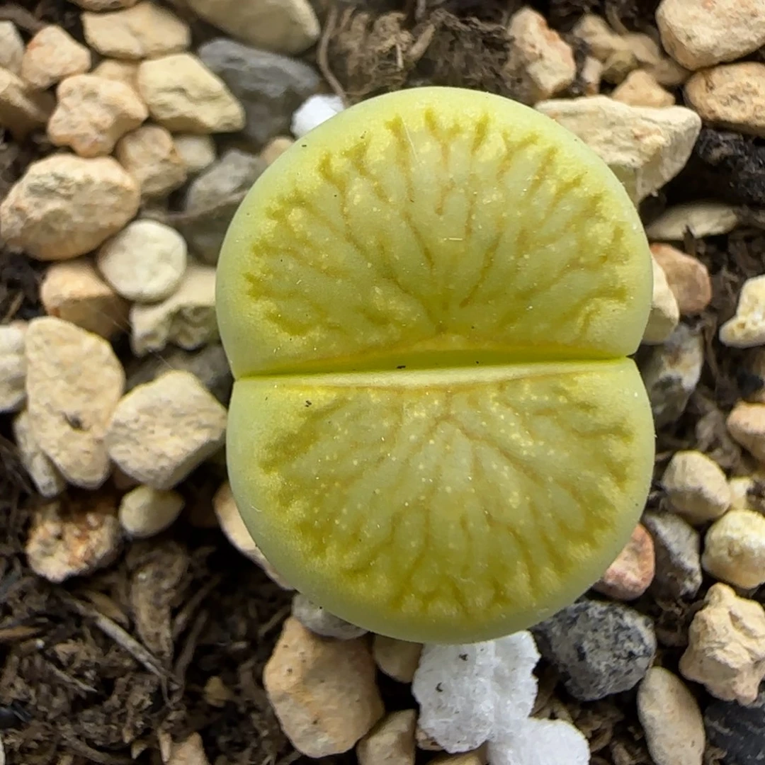 金色绿菊福利大棚直播