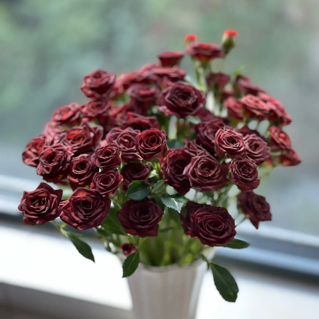 【云之卉】巧克力糖 基地现采现发 一单普通快递 两单顺丰快递